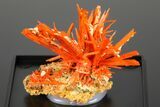 Bright Orange Crocoite Crystal Cluster - Tasmania #182738-4